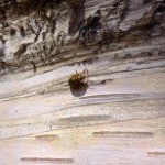 Profile Picture of 1 follower (@zacharyessig95j) on Instagram