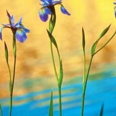 Profile Picture of Andrey Sushko (@ansushko) on Twitter