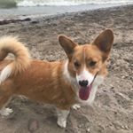 Profile Picture of Tori The Corgi (@mycorgitori) on Instagram