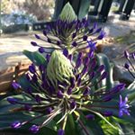 Dave Blackwell - Instagram Profile Picture of Dave Blackwell (@dplantyb) on Instagram