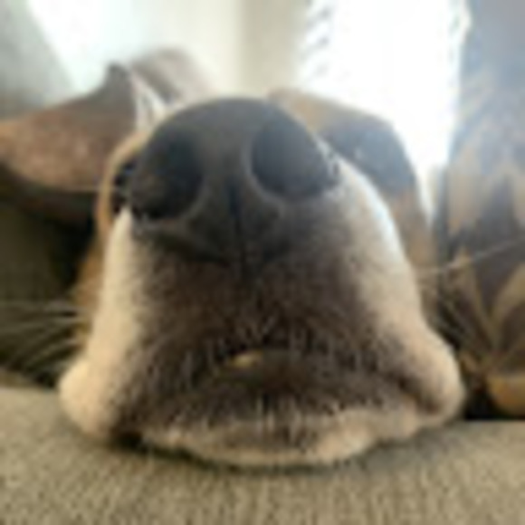 Profile Picture of Rachael Delorey (@deloreyrachael) on Poshmark