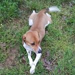 Profile Picture of Coy the Beagle🐕 (@coy_the_best_beagle) on Instagram