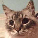 Profile Picture of Kathy Barone (@kathy_b807) on Instagram