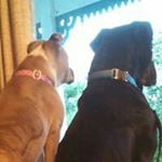 Profile Picture of Amanda Hetrick (@hetrickamanda) on Instagram