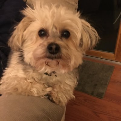 Profile Picture of Sam Cavalieri (@cavalieri_sam) on Twitter