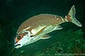 Profile Picture of Red morwongon Wikipedia