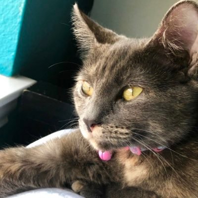 Profile Picture of Lorelei Anderson (@Lorelei09249201) on Twitter