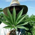 Profile Picture of Michael Williamson (@greenhaus_farmer) on Instagram