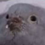 Profile Picture of Adam Szczepanik (@adam.szczepanik.549) on Instagram