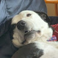 Profile Picture of Ava Piccolo (@ava-piccolo) on Quora