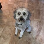 Profile Picture of Murphy Michael Esper (@murphy_michael3) on Instagram