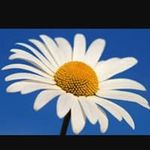 Profile Picture of Janice Broderick (@jmbroderick) on Instagram