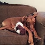 Profile Picture of Ruby Luck Duncan (@luckyrubypup) on Instagram