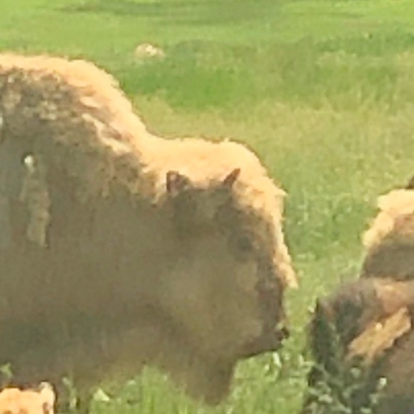 Profile Picture of Elizabeth Caflisch (@e_caflisch) on Poshmark