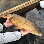 Profile Picture of Leo Charlton - Kemp (@course_and_carp_fishing_world) on Instagram