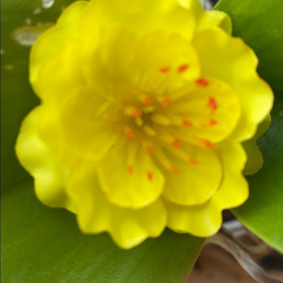 Profile Picture of Hien Do (@hiendo0930) on Poshmark