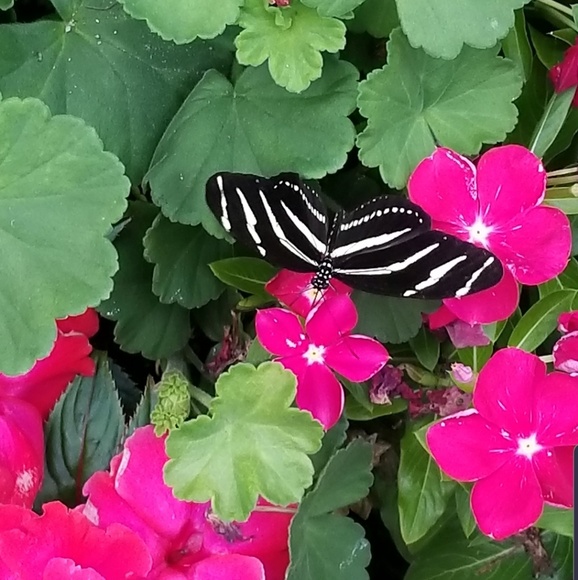 Profile Picture of Lea Jones (@ljones65) on Poshmark