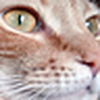 Profile Picture of Tyler Meyer (@Tyler.Meyer) on Flickr