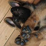 Profile Picture of Rex👑 (@rex.le.chien.paris) on Instagram