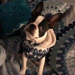 Profile Picture of Tobias Ernest James Keck I (@tobertthedingus) on Instagram