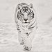 Profile Picture of Paul Corbally (@paulcorbally436x) on Pinterest