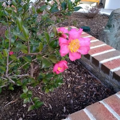 Profile Picture of Kathryn Dean (@puzzlqen_dean) on Twitter
