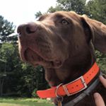 Profile Picture of Ruby Tirado (@nextlevellabrador) on Instagram