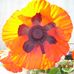 Profile Picture of Jo Ann Travis (@joann.travis.37) on Facebook