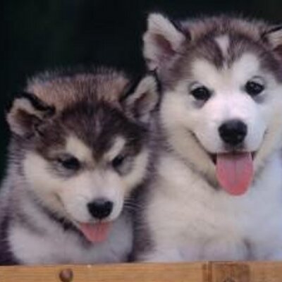 Profile Picture of Julia  Pinedo (@julitabieber5) on Twitter