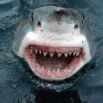Profile Picture of casey stephens (@shark_week2013) on Instagram