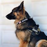 Profile Picture of 𝐉𝐚𝐦𝐞𝐬𝐨𝐧, 𝐓𝐡𝐞 𝐆𝐒𝐃 🐾🥃 (@jameson.gsd) on Instagram