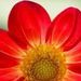 Profile Picture of Ramona Pearson (@ramonapearson) on Pinterest