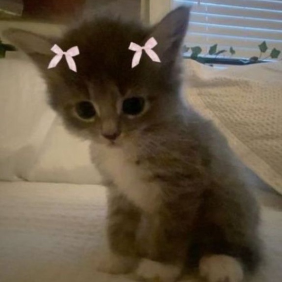 Profile Picture of Rexiebexi Rexi (@rexiebexi) on Poshmark