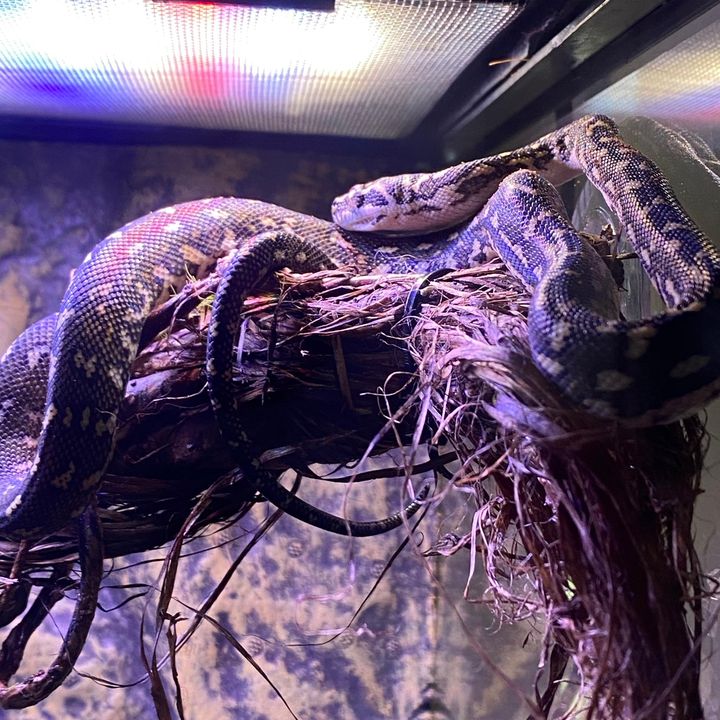 Profile Picture of Jed Scholtz (@jedscholtz) on Tiktok