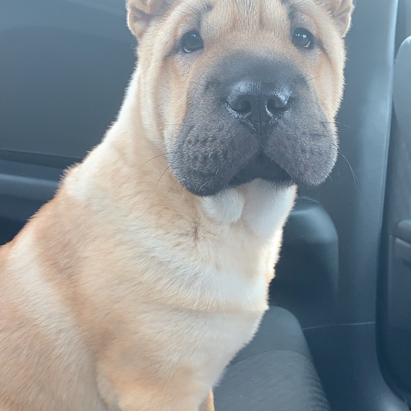 Profile Picture of Joshua Levison (@oscarjosh1) on Poshmark