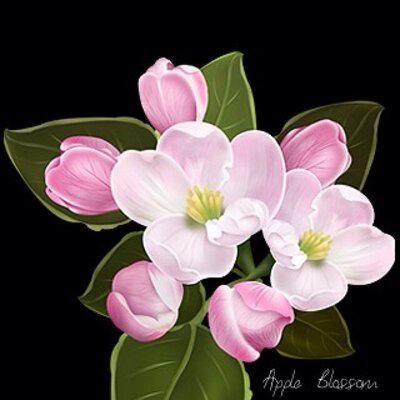 Profile Picture of Lori Newhall (@Cboyzfan1) on Twitter