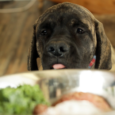 Profile Picture of Vibrant K9-Premium Calif Crafted RAW Dog Food (@vibrantk9) on Twitter