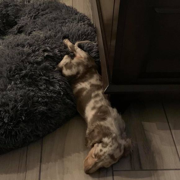 Profile Picture of Eric Olivieri (@olliee33) on Poshmark