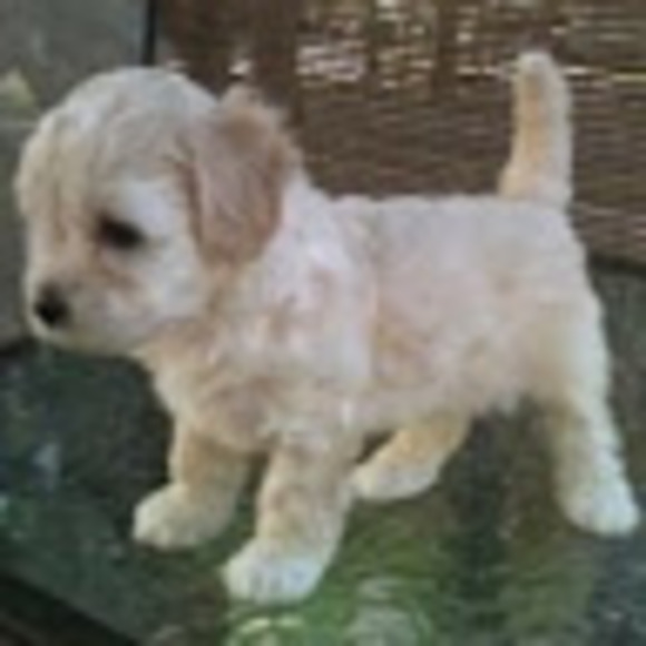 Profile Picture of Jay Shah (@2jayshah) on Poshmark