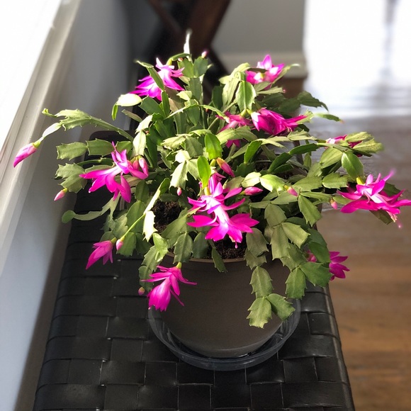 Erika Thiede - Poshmark Profile Picture of Erika Thiede (@erika_thiede) on Poshmark