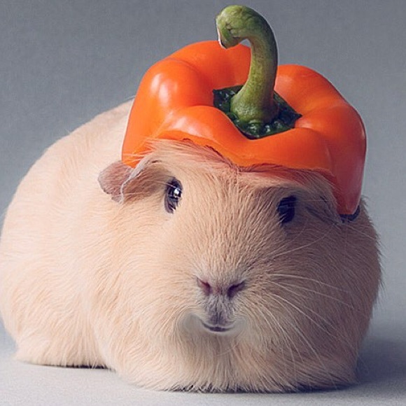 Profile Picture of Karley Emmott (@karleybelle) on Poshmark