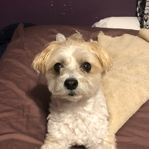 Profile Picture of Alyssa Lupo (@alyssalupo) on Poshmark