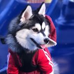 Profile Picture of Mishka (@mishkathepomskypuppy) on Instagram