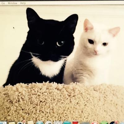 Profile Picture of Givoni&SnowWhite (@GivoniZ) on Twitter