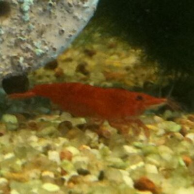 Profile Picture of David Sab (@Aquariophil13) on Twitter