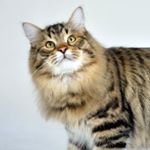 Profile Picture of William Spellman (@steve_cat_21) on Instagram