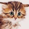 Profile Picture of mark christian corum (@@markcorum0015) on Tiktok