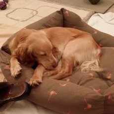 Profile Picture of Michael Snowdon (@MichaelSnowdo16) on Twitter