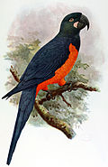 Profile Picture of Martinique macawon Wikipedia