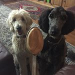 Chelsea Angelone-Field - Instagram Profile Picture of Chelsea Angelone-Field (@coneangel26) on Instagram